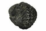 Bargain, Enrolled Austerops Trilobite - Morocco #119043-3